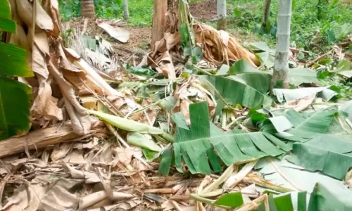 കാക്കയങ്ങാട് പാലപ്പുഴയിൽ കാട്ടാന ആക്രമണത്തിൽ വ്യാപക കൃഷിനാശം