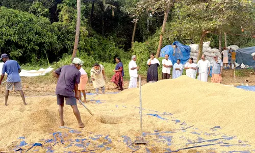 അപ്രതീക്ഷിത മഴ; കണ്ണീരണിഞ്ഞ് കാരക്കുളത്തുനാട് പാടശേഖരം