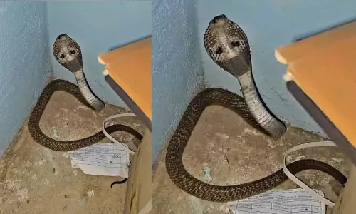 ബാങ്ക് തുറന്നപ്പോൾ ദാ, ഒരു മൂർഖൻ പാമ്പ്