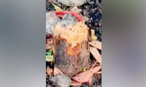 പാറശ്ശാല താലൂക്കാശുപത്രിയിൽ നിന്ന് ചന്ദനമരം മോഷ്ടിച്ചു