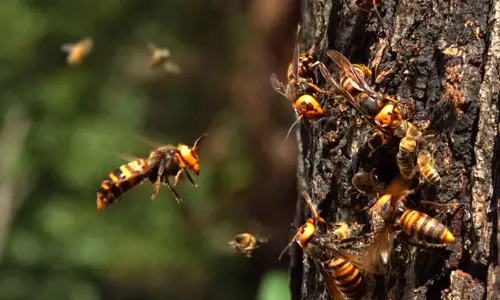 എട്ട് പേർക്ക് തേനീച്ചയുടെ കുത്തേറ്റു