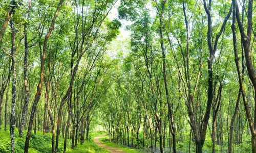 കർഷകരെ വലച്ച് തുരിശ് വില വർധന