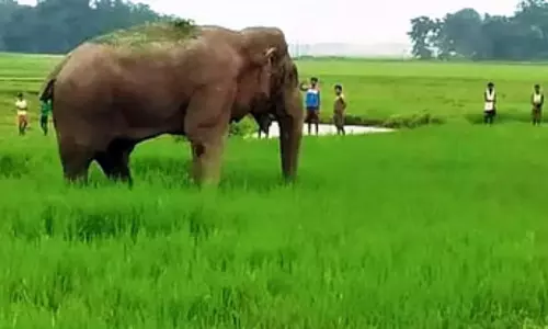 മനുഷ്യ-വന്യജീവി സംഘര്ഷം: കേന്ദ്ര ഫണ്ട് നിരാകരിച്ചത് കര്ഷകദ്രോഹമെന്ന് പ്രകൃതി സംരക്ഷണ സമിതി മനുഷ്യ-വന്യജീവി സംഘര്ഷം: കേന്ദ്ര ഫണ്ട് നിരാകരിച്ചത് കര്ഷകദ്രോഹമെന്ന് പ്രകൃതി സംരക്ഷണ സമിതി