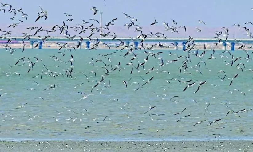 സുലൈബിഖാത്ത് ബീച്ചിൽ ഡ്രോണുകൾ ഉപയോഗിക്കുന്നതിന് നിയന്ത്രണം സുലൈബിഖാത്ത് ബീച്ചിൽ ഡ്രോണുകൾ ഉപയോഗിക്കുന്നതിന് നിയന്ത്രണം