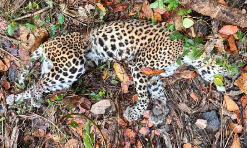 പുള്ളിപ്പുലി ആക്രമണത്തിൽ വനപാലകന് പരിക്ക്; പുലി ചത്തു പുള്ളിപ്പുലി ആക്രമണത്തിൽ വനപാലകന് പരിക്ക്; പുലി ചത്തു