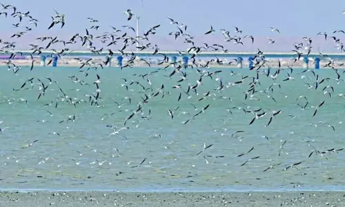 സു​ലൈ​ബി​ഖാ​ത്ത് ബീ​ച്ചി​ൽ ഡ്രോ​ണു​ക​ൾ ഉ​പ​യോ​ഗി​ക്കു​ന്ന​തി​ന് നി​യ​​ന്ത്ര​ണം