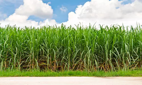 കരിമ്പ് കർഷകർക്ക് സർക്കാർ 300 കോടി രൂപ ധനസഹായം അനുവദിച്ചു കരിമ്പ് കർഷകർക്ക് സർക്കാർ 300 കോടി രൂപ ധനസഹായം അനുവദിച്ചു