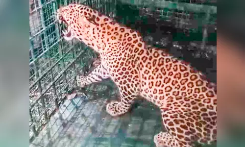 കെണിയിൽ കുടുങ്ങിയ പുലിയെ ധോണിയിലെത്തിച്ചു കെണിയിൽ കുടുങ്ങിയ പുലിയെ ധോണിയിലെത്തിച്ചു