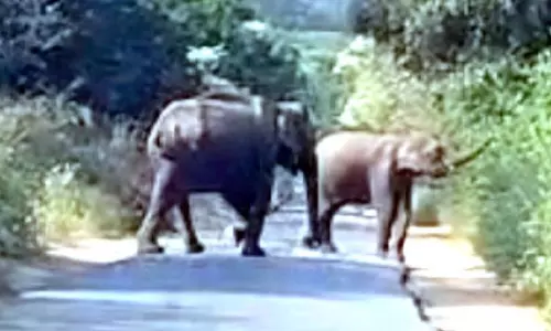 വേനൽ ചൂട്; കാട്ടാനകൾ പകൽസമയത്തും സംസ്ഥാന പാതയിൽ വേനൽ ചൂട്; കാട്ടാനകൾ പകൽസമയത്തും സംസ്ഥാന പാതയിൽ