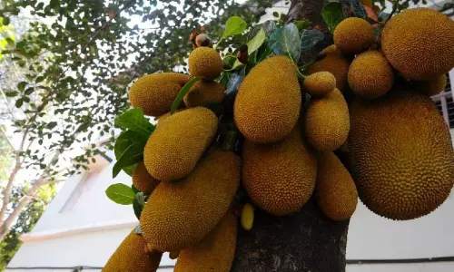 മരുന്നിന് വരിനിൽക്കുന്നതിനിടെ രോഗിയുടെ തലയിൽ ചക്കവീണു