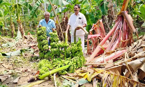 കാട്ടാനക്കലിയിൽ കടശ്ശേരി ഗ്രാമം: വാഴത്തോട്ടം നശിപ്പിച്ചു കാട്ടാനക്കലിയിൽ കടശ്ശേരി ഗ്രാമം: വാഴത്തോട്ടം നശിപ്പിച്ചു