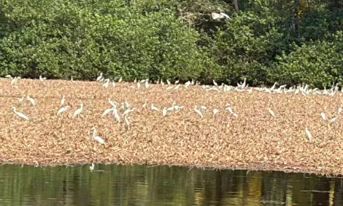 ത​ഴു​പ്പു ഗ്രാ​മ​ത്തി​ലെ കു​റു​മ്പി​കാ​യ​ലി​ൽ ഇ​ത് കൊ​റ്റി​ക്കാ​ലം
