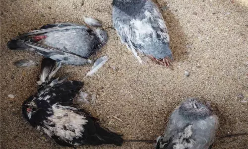 പ്രാവുകളെ കൊന്നൊടുക്കിയ സംഭവം: കേസെടുത്തു