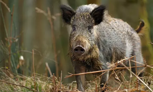 കൃഷിനാശം വരുത്തിയ കാട്ടുപന്നികളെ വെടിവെച്ച് കൊന്നു കൃഷിനാശം വരുത്തിയ കാട്ടുപന്നികളെ വെടിവെച്ച് കൊന്നു