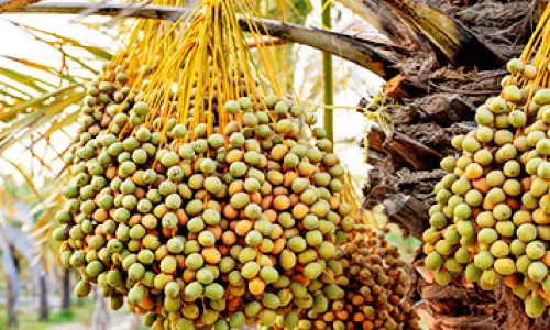 ഈ​ത്ത​പ്പ​ഴ ഉ​ൽ​പാ​ദ​ന​ത്തി​ൽ വീ​ണ്ടും ക​രു​ത്ത​റി​യി​ച്ച് സൗ​ദി അ​റേ​ബ്യ