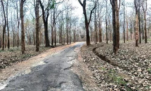 വേനൽ ശക്തം; കാട്ടുതീ പ്രതിരോധ സംവിധാനമായില്ല വേനൽ ശക്തം; കാട്ടുതീ പ്രതിരോധ സംവിധാനമായില്ല