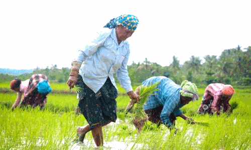 കീഴാളരുടെ പാട്ടും   സിനിമയിലെ പാണനും