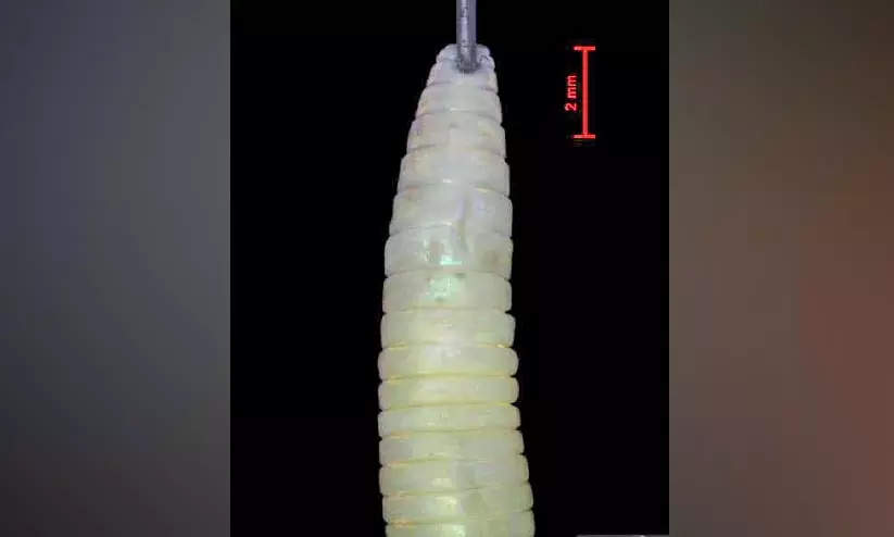 സൈലന്റ് വാലിയിൽ രണ്ട് പുതിയ മണ്ണിര ഇനങ്ങൾ കണ്ടെത്തി സൈലന്റ് വാലിയിൽ രണ്ട് പുതിയ മണ്ണിര ഇനങ്ങൾ കണ്ടെത്തി