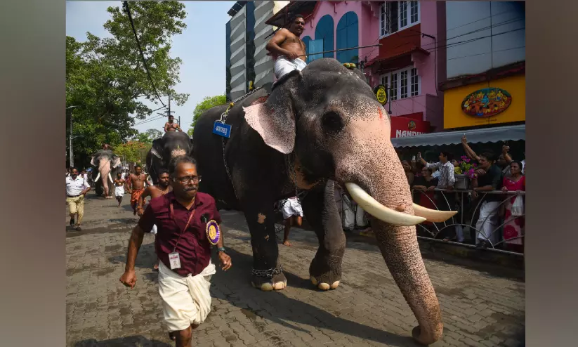 ഗുരുവായൂർ ആനയോട്ടം: രവികൃഷ്ണന് ജേതാവ് ഗുരുവായൂർ ആനയോട്ടം: രവികൃഷ്ണന് ജേതാവ്