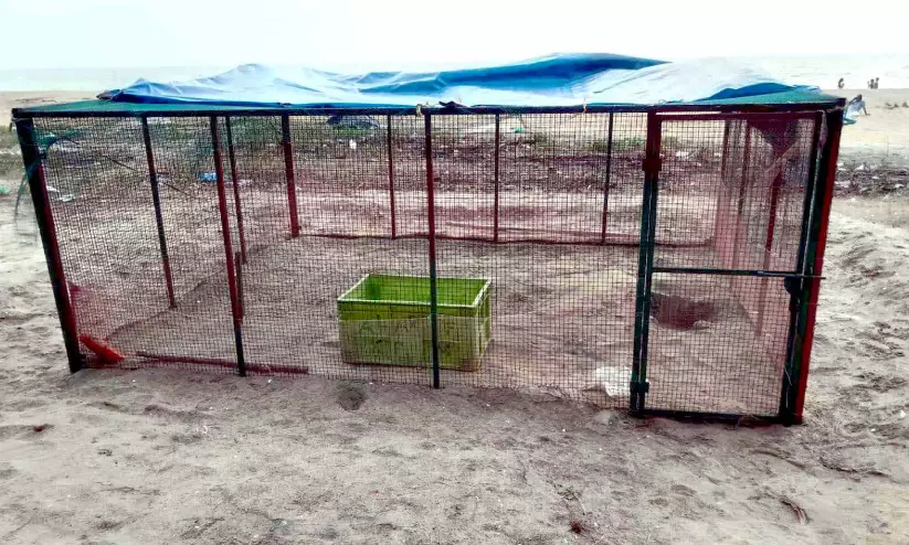 അപ്രതീക്ഷിത വേനൽമഴ; ചാവക്കാട് തീരത്തെ കടലാമക്കൂടുകൾ ഭീഷണിയിൽ അപ്രതീക്ഷിത വേനൽമഴ; ചാവക്കാട് തീരത്തെ കടലാമക്കൂടുകൾ ഭീഷണിയിൽ