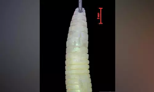 സൈലന്‍റ് വാലിയിൽ രണ്ട് പുതിയ മണ്ണിര ഇനങ്ങൾ കണ്ടെത്തി