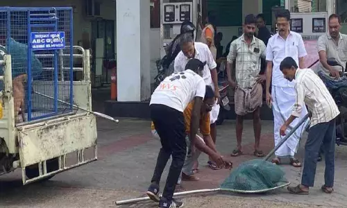 തെരുവു നായ്ക്കളെ പിടികൂടി