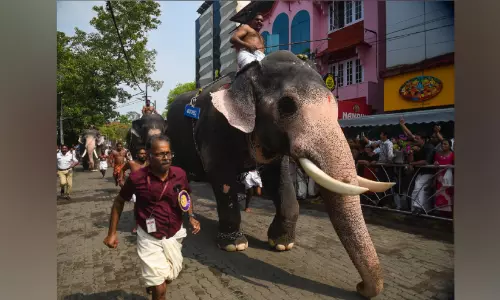 ഗുരുവായൂർ ആനയോട്ടം: രവികൃഷ്ണന്‍ ജേതാവ്
