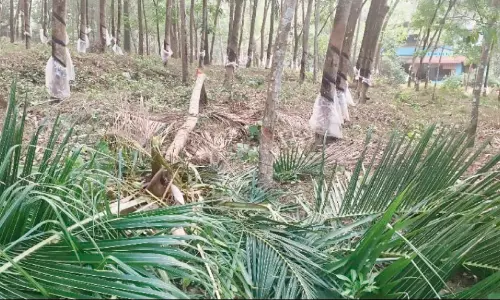 വീട്ടുമുറ്റത്തെത്തിയ കാട്ടാനക്കൂട്ടത്തിന് മുന്നില്‍നിന്ന് കുടുംബം തലനാരിഴക്ക് രക്ഷപ്പെട്ടു