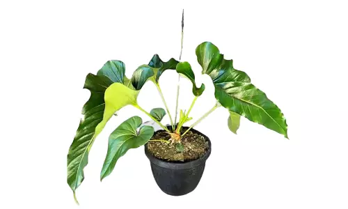 ആ​ന്തൂ​റി​യം ബ്രൗ​ണി