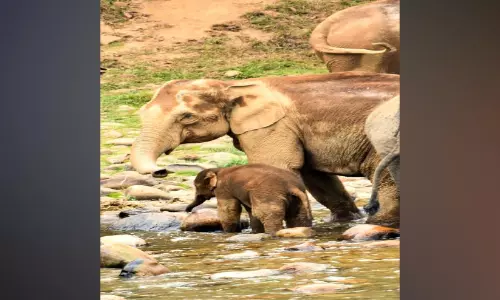 ആ​ന​ക്കൂ​ട്ട​വും കു​റേ മ​നു​ഷ്യ​രും