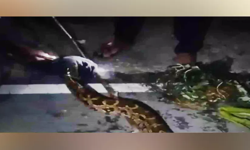 പെരുമ്പാമ്പുകളെ പിടികൂടി പെരുമ്പാമ്പുകളെ പിടികൂടി