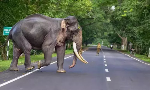 വിദൂര നിയന്ത്രിത ഡ്രോൺ അധിഷ്ഠിത മയക്കുവെടി സംവിധാനം ഒരുങ്ങി