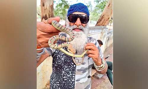 അ​പൂ​ർ​വ ഇ​നം പ​റ​ക്കും പാ​മ്പി​നെ ക​ണ്ടെ​ത്തി;​ര​ക്ഷി​ച്ചു