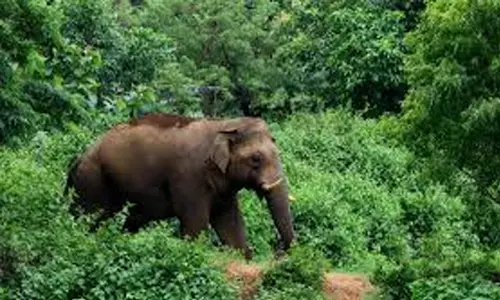 അതിരപ്പള്ളിയിൽ കാട്ടാന ആക്രമണം; മധ്യവയസ്കന് ദാരുണാന്ത്യം