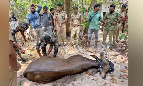 നാ​ടി​നെ ഭീ​തി​യി​ലാ​ഴ്ത്തി​യ കാ​ട്ടു​പോ​ത്തി​നെ ഒ​ടു​വി​ൽ വീ​ഴ്ത്തി
