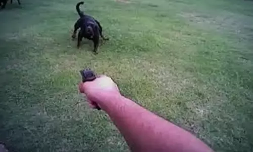 ഫാമിൽ കയറിയ നായെ വെടിവെച്ചു കൊന്നു; കേസ്