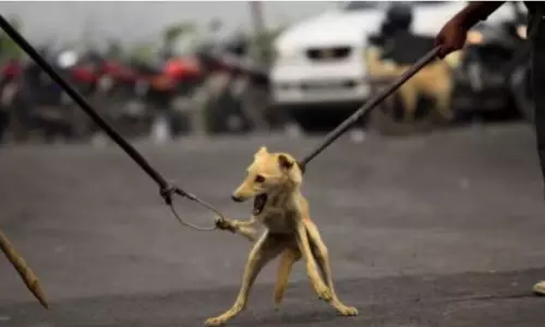 ഏഴു വയസ്സുകാരിയെ തെരുവുനായ്ക്കൾ കടിച്ചുകൊന്നു