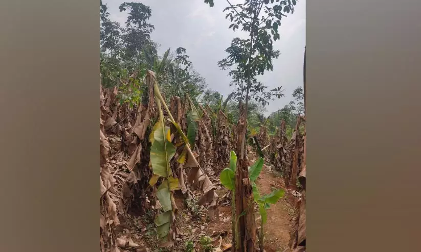 ചെങ്ങണംകുന്നിൽ 3700 വാഴകൾ കാറ്റിൽ നശിച്ചു ചെങ്ങണംകുന്നിൽ 3700 വാഴകൾ കാറ്റിൽ നശിച്ചു