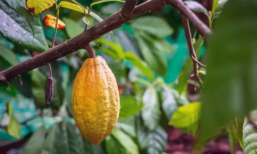 കൊക്കോ വിലയിൽ ഇടിവ് വ്യാപാരികളും കർഷകരും പ്രതിസന്ധിയിൽ കൊക്കോ വിലയിൽ ഇടിവ് വ്യാപാരികളും കർഷകരും പ്രതിസന്ധിയിൽ