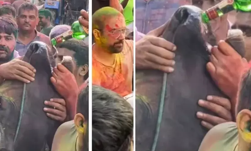 Cow forcefully made to drink alcohol during Holi celebrations in Haryana Cow forcefully made to drink alcohol during Holi celebrations in Haryana