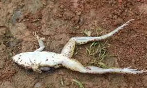 ആശുപത്രിയിലേക്ക് നൽകിയ കുടിവെള്ളത്തിൽ ചത്ത തവള