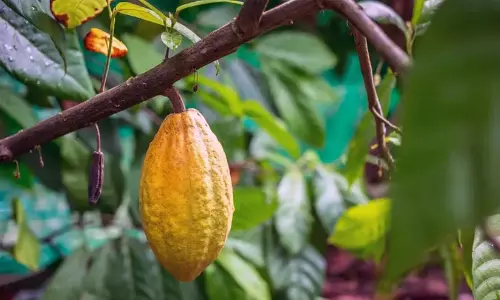 കൊക്കോ വിലയിൽ ഇടിവ് വ്യാപാരികളും കർഷകരും പ്രതിസന്ധിയിൽ