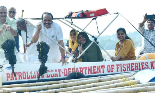 പാ​പ്പി​നി​ശ്ശേ​രി-​തു​രു​ത്തി​യി​ൽ ക​ല്ലു​മ്മ​ക്കാ​യ വി​ള​വെ​ടു​പ്പ്