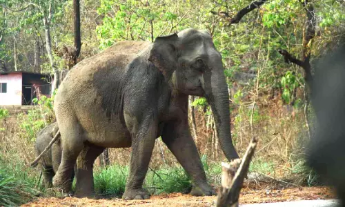 ഓ​പ​റേ​ഷ​ൻ ഗ​ജ​മു​ക്തി; ആറളം ഫാമിൽ കാട്ടാനകളെ കാടുകയറ്റി