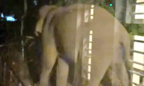 കാട്ടാന; എരുമക്കൊല്ലി പൂളക്കുന്നിൽ ജനം ഭീതിയിൽ