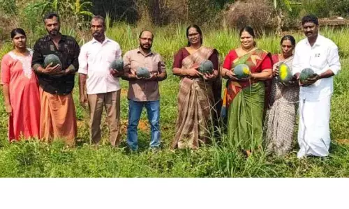 തണ്ണിമത്തൻ കൃഷിയിലും നൂറുമേനി വിളവ് കൊയ്ത് രവീന്ദ്രന്റെ വിജയഗാഥ