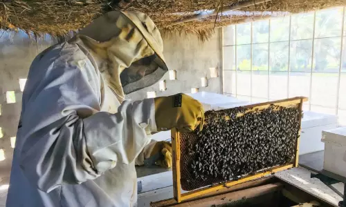 തെക്കൻ ബാത്തിനയിൽ തേൻ ഉൽപാദനത്തിൽ വർധന