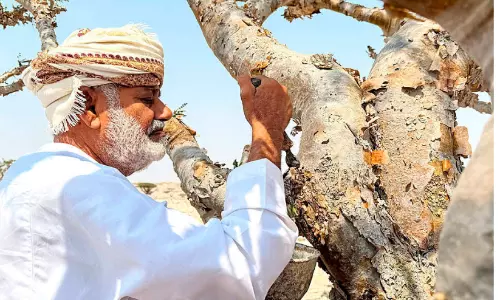പൈതൃകസസ്യമായ കുന്തിരിക്കമരം പ്രമേയമാക്കി വന്യജീവി ദിനാചരണം