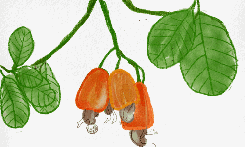 കുഞ്ഞാണ്യേട്ടീരെ1   ബുഗ2