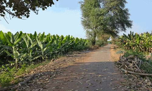 ഇറാന്‍-ഇസ്രായേൽ സംഘർഷത്തിൽ പ്രതിസന്ധിയിലായി ബർവാനിയിലെ  വാഴകൃഷി; വില ഇടിഞ്ഞത് കർഷകരെ ദുരിതത്തിലാക്കി